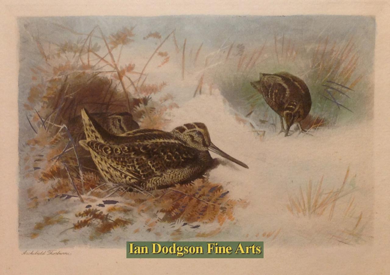 Archibald Thorburn - Woodcock in Snow Coloured Aquatint (c1910)