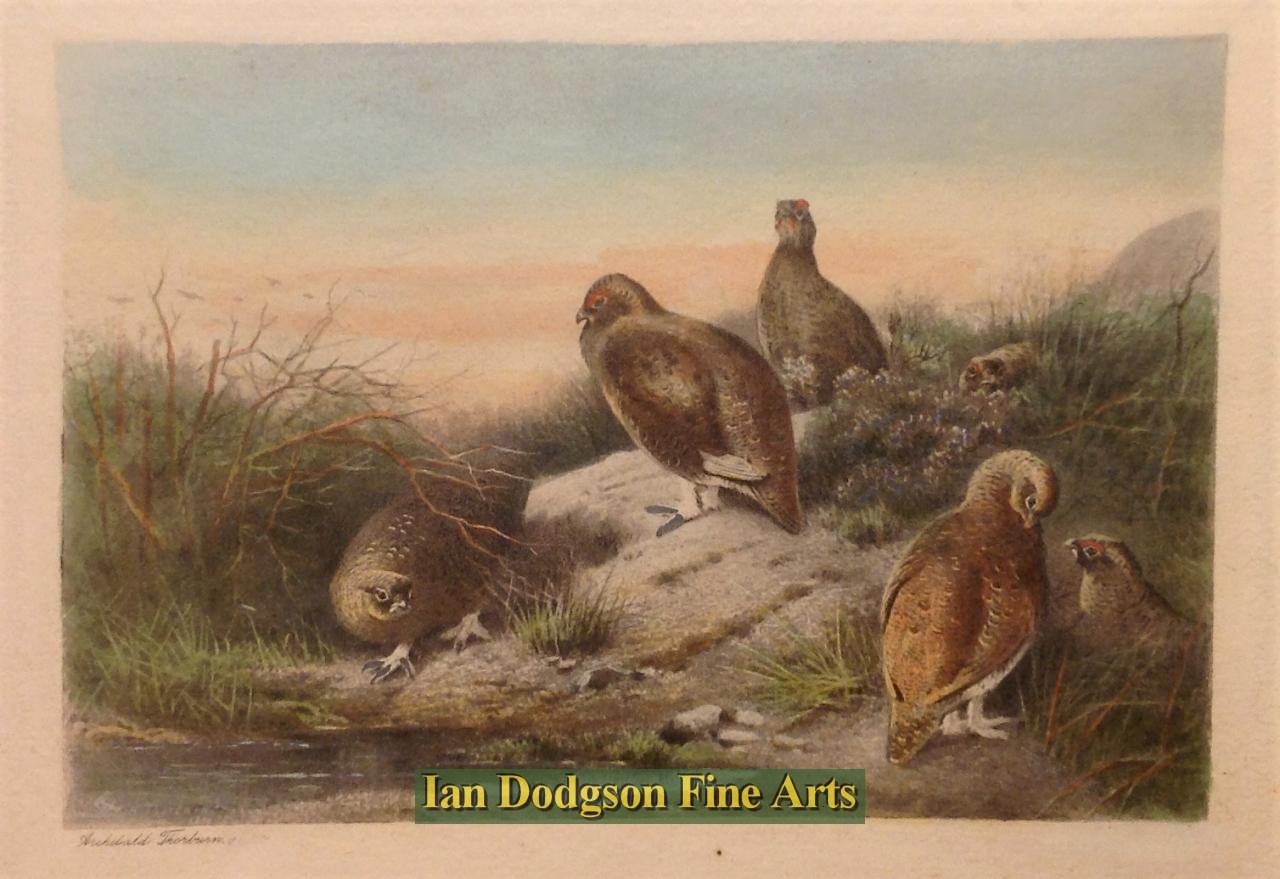Archibald Thorburn - Red Grouse Coloured Aquatint (c1910)